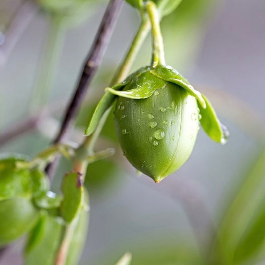 Jojoba Oil - Everything You Should Know